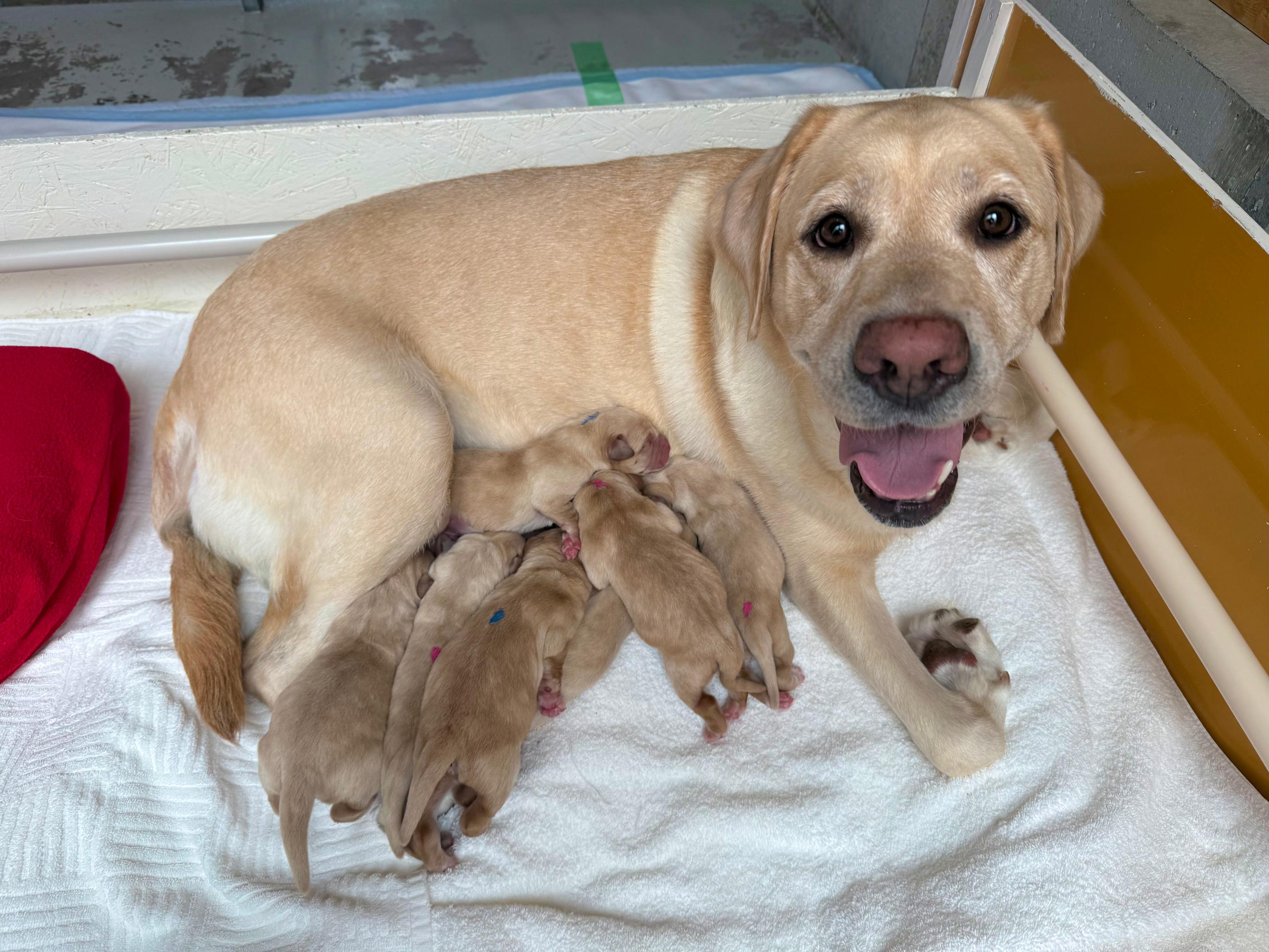 お母さん犬ハイジが出産しました!のイメージ画像