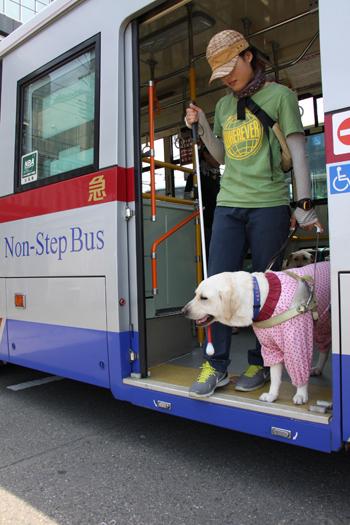 バスの降車口で段差を確認する女性訓練士とイエローの訓練犬