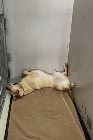 <p>リラックスし、ぐっすりと眠っている様子です!</p>