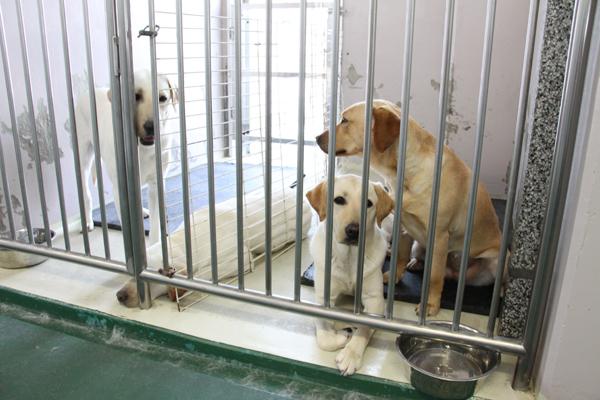 犬室の中にいる3頭のイエローの犬