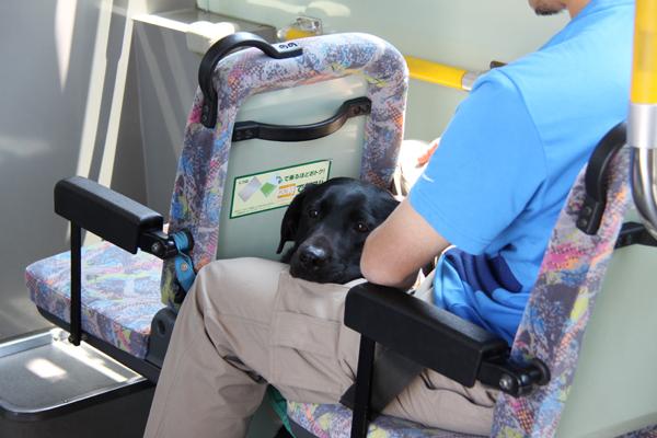 一人がけの座席で、男性訓練士の足の間にすっぽりはまっているブラックの訓練犬