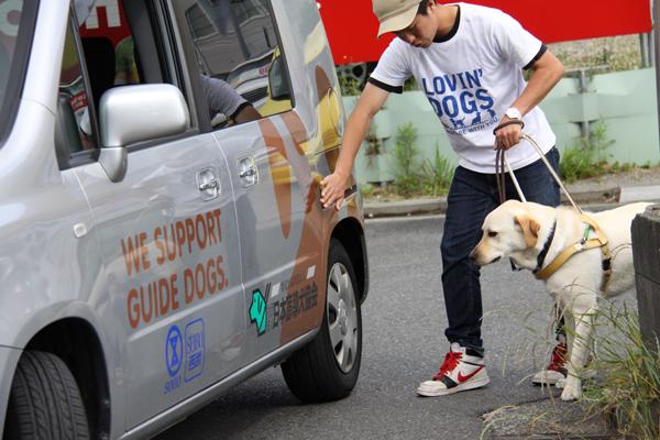 訓練犬の前で車を触り、車が危険な存在であることを教える訓練士