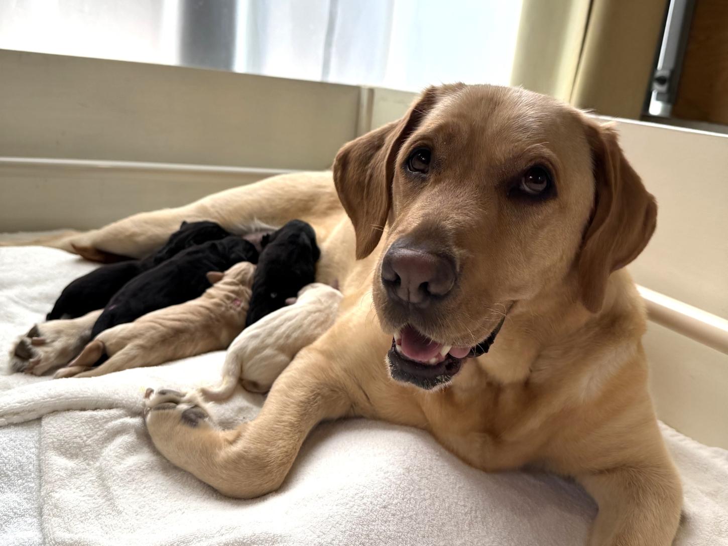お母さん犬ドロシーが出産しました!のイメージ画像