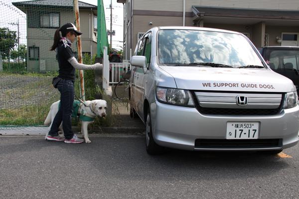 駐車場から歩道に出てきた車を確認し、止まる訓練犬と訓練士