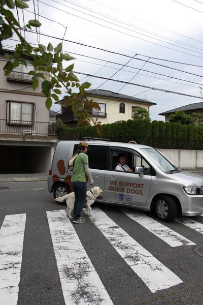 右折してきた車を確認し、止まる訓練犬と訓練士