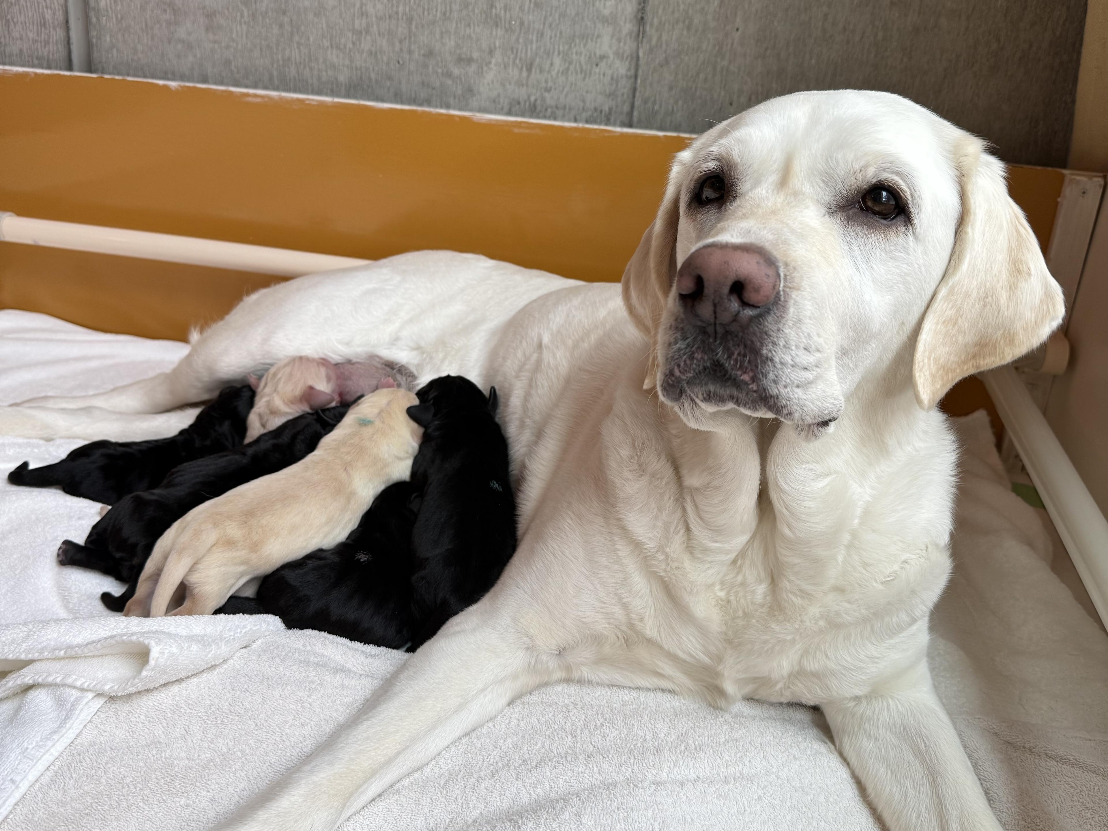 お母さん犬ヴィセが出産しました!のイメージ画像