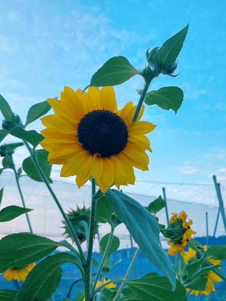 <p>朝5時に撮った通勤路のひまわりです!きれい!早朝はとても清々しくて、気分も良いです!</p>
