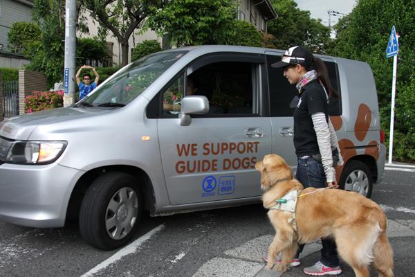 左折してきた車を確認し、止まる訓練犬と訓練士。車の奥には、周りの安全を確認した訓練士が両手で大きなOKの合図をしている
